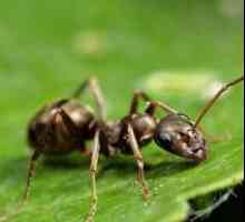 Как да се отървете от мравки в градината? Добър съвет