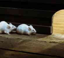Как да се отървем от мишки в частна къща? Отрова за плъхове и мишки