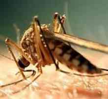 Как да се отървете от неприятни последици след ухапване от комари?