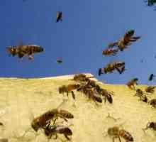 Как да се отървете от пчелите на вашия сайт