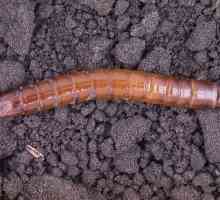 Как да се отървем от wireworm в градината: някои съвети