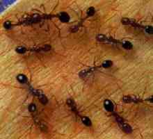 Как да се отървете от червени мравки в апартамент бързо и завинаги?