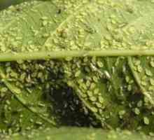 Как да се отървете от листни въшки? Съвети за градинарството