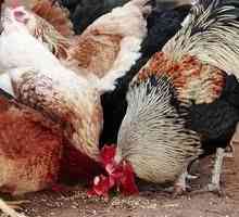 Как да се хранят кокошки носачки: режим на хранене и хранене