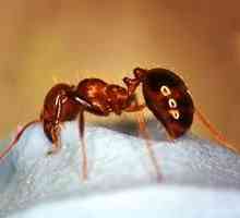 Как да се лекува ухапване на мравки