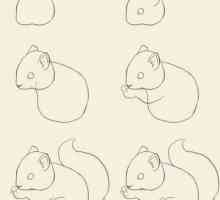 Как да нарисувате катеричка просто и бързо?