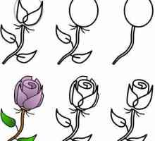 Как да нарисуваме букет от рози в молив и акварел