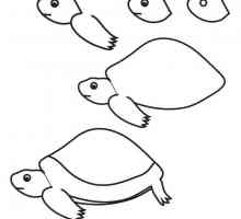Как да нарисуваме костенурка: стъпка по стъпка инструкции за начинаещи