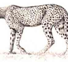 Как да нарисувате гепарди? Ние представяме силен и бърз звяр