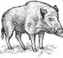 Как да нарисувате дива свиня натуралистично? Практически съвети.
