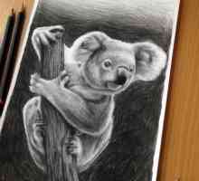 Как да нарисуваме коала? Поетапно описание