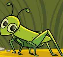 Как да нарисуваме скакалец - 2 начина да си представим насекомо