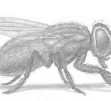 Как да нарисувате муха с молив? Инструкция стъпка по стъпка