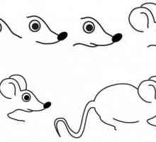 Как да нарисувате мишка: два майсторски класа
