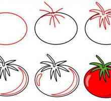 Как да нарисувате домат в молив и акварел, в разрез и цялото?