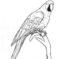 Как да нарисувате птица на етапи с молив. Как да нарисувате птиче перо. Как да нарисуваме птица или…