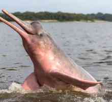 Каква е името на амазонския делфин?