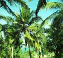 Какво е името на азиатското палмово дърво с извити листа? Тропическа палма с крилати листа: име и…
