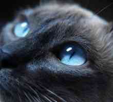 Каква е името на синята порода котка със сини очи?