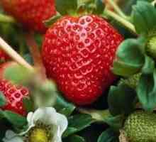 Как да се отнасяме към ягоди през есента, така че да преживява добре и през пролетта да даде много…