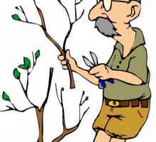 Как да отрежете дървета в градината. Подрязване на плодовите дървета през лятото и зимата