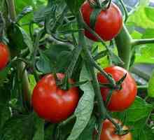 Как да отрежете домати в оранжерия? Подробно описание, препоръки