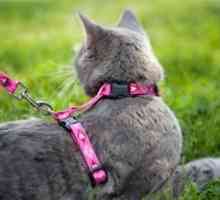 Как да облечете колана на котка: полезни съвети