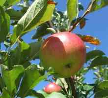 Как да подмладите старото ябълково дърво с подрязване през есента?