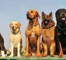 Как да идентифицирате порода куче: различни размножителни площи