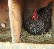 Как да се определи възрастта на кокошките носачки: създаването на продуктивна къща