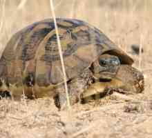 Как да се определи възрастта на сухоземната костенурка? Два прости начина