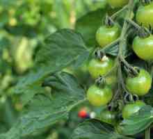 Как да поръсим домати с борна киселина? Как да се разтваря борна киселина за преработка на домати?