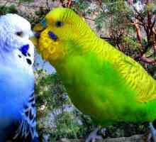Как да различаваме жената от мъжкия вълнообразен папагал при покупката