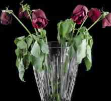 Как да възродите розите и да запазите свежестта на букет за дълго време