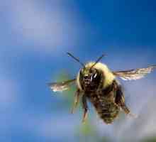Как пчелите се намират вкъщи? Няколко версии