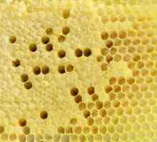 Как пчелите създават жилище и какво е пчелна пита?