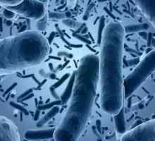 Как се пренася Е. coli от човек на човек?