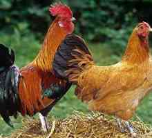 Как кълнове оплодят пиле? Колко пилета могат да оплодят петел?