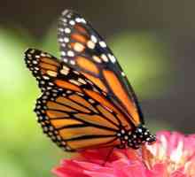 Как пеят пеперудите: какво ядат в дивата природа и вкъщи?