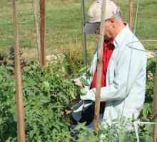 Как да вържем домати в оранжерия: съвет за градинарите