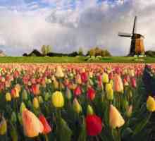 Как да получите и кандидатствате за виза за Холандия