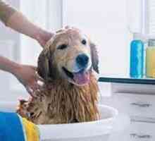 Как да се измие кучето правилно?