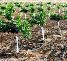 Как да засадим ябълково дърво: инструкции, характеристики и препоръки