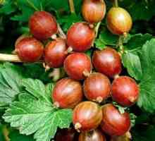 Как да засаждаме цариградско грозде през пролетта? Фиданки от цариградско грозде