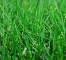 Как да сее трева трева от себе си?