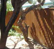 Как да се изгради ограда от велпапе със собствени ръце? Малко за този труден въпрос