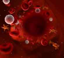 Как да повдигнем тромбоцитите в кръвта: Рецепти за здраве