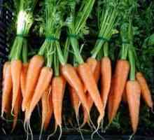 Как да монтирате правилно морковите - полезни съвети