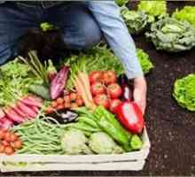 Как да замразите правилно зеленчуците за зимата?