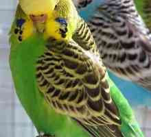 Как да тренираме вълнообразен папагал: Практически препоръки